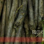 見捨てられ不安とは何か：境界性の核心